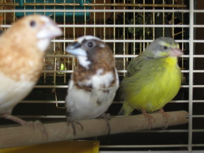 new birds 019.jpg