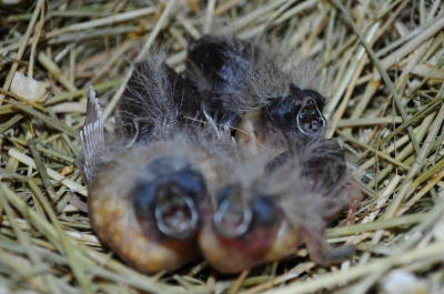 3 young each a day apart
