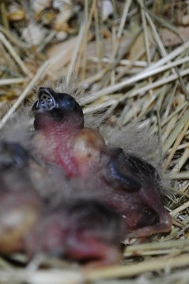 Unknown egg that hatched