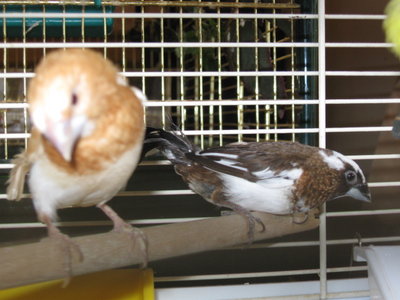 new birds 021.jpg