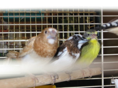 new birds 020.jpg