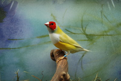 Red Head YB Male Gouldian.jpg
