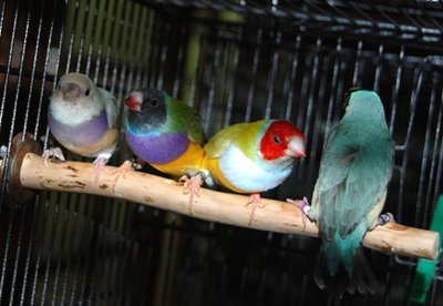 All 4 together
