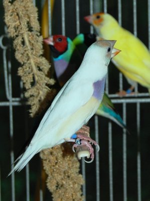 Silver Gouldian Hen Small.jpg