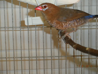 Gren hen, pair #1.
