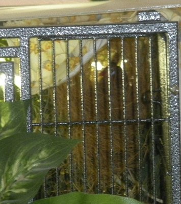 Gren hen in nest, pair #1.