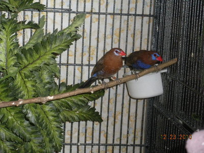 Cock and hen of pair #2.