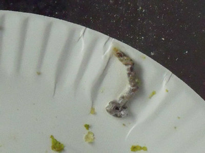 poopology pair with fluffed male.jpg