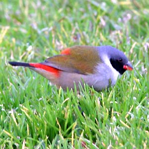 Waxbill_Swee-CT3Jy05-w.jpg