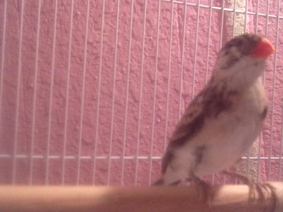 front of the finch