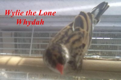 Wylie the lone whydah.jpg