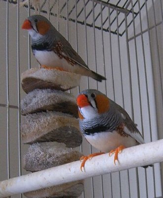 Decoy is on the right, the one I'd like to match her with