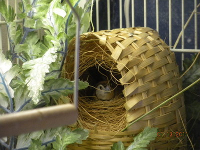 Owl in wicker nest.