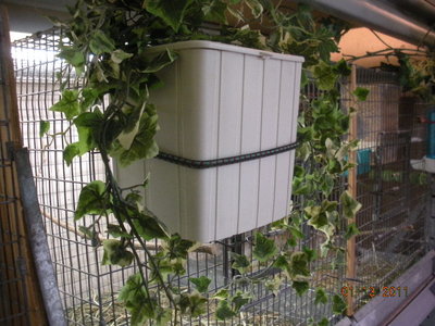 Plastic nestbox on outside of cage.
