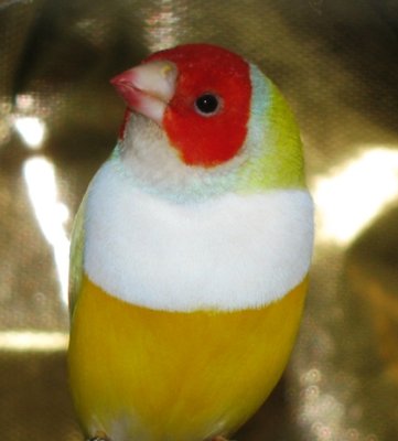 Flame Small.jpg