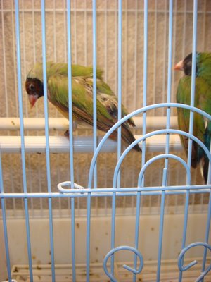 bird1.jpg