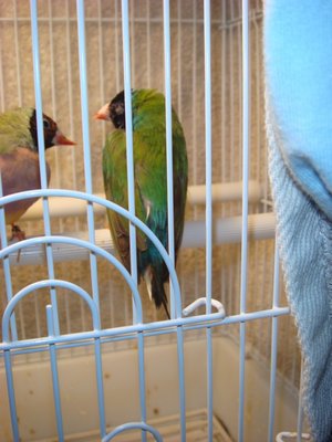 bird2.jpg