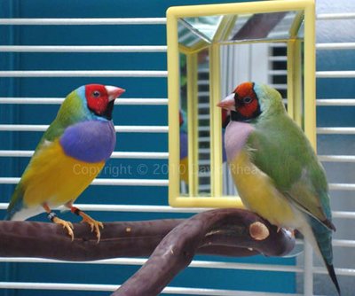 Lucy &amp; Opie primping in front of the mirror a few weeks after moving into their new home.