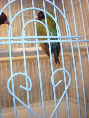 bird3.jpg