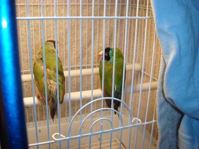 bird4.jpg