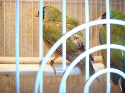 bird5.jpg