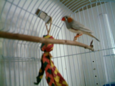 finches 014.jpg