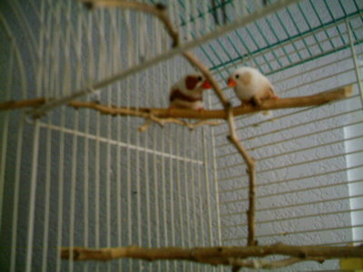finches 017.jpg