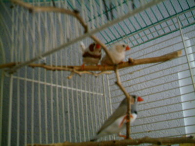 finches 018.jpg