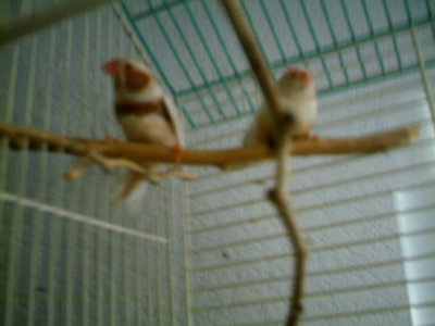 finches 020.jpg