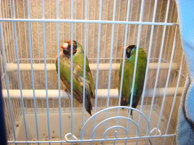 bird6.jpg