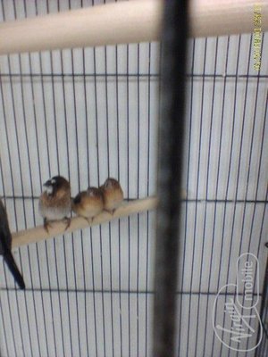 finch1.jpg
