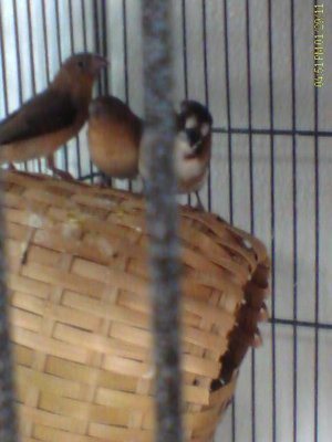 finch2.jpg