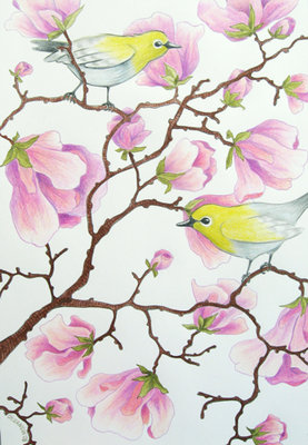 Magnolia_and_white-eye_birds_color_drawing_portfolio.jpg
