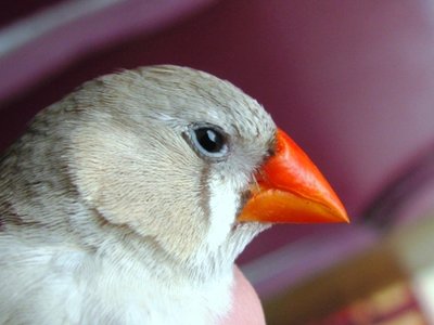 Here's a close-up of her cheeks