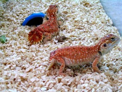 dwarf shield tailed agamas.jpg