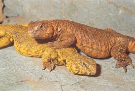 uromastyx.jpg