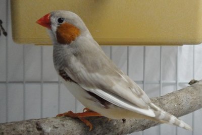 1-1 2011 Florida silver male-father.jpg