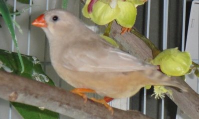 Florida Fancy~Florida Silver female.JPG