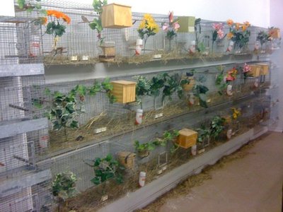 wall cages