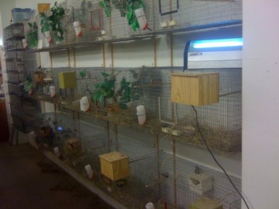 more wall cages