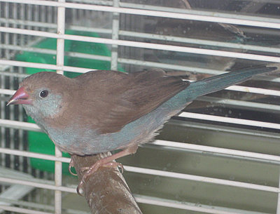 RCCBHen72610.jpg