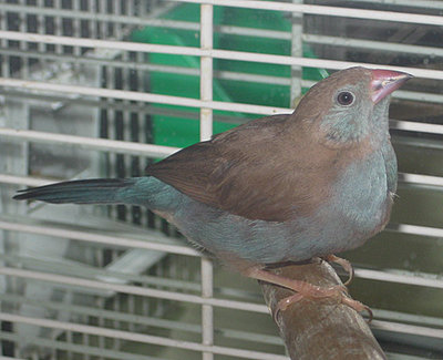 RCCBHen72610a.jpg