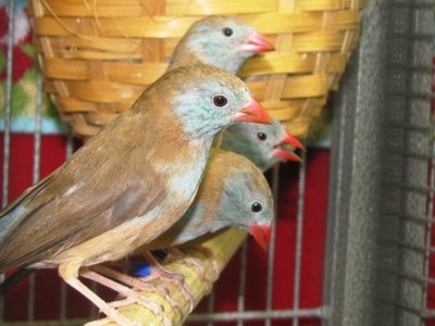 This is a clutch of 3 BCCB girls and their mother.