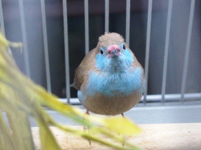 This is a RCCB hen