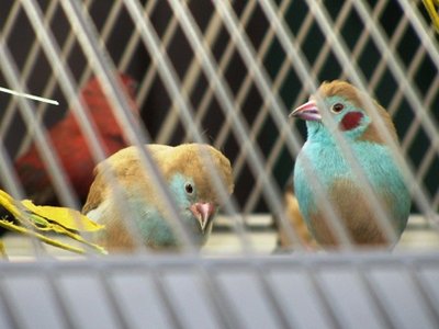 Pair RCCB's