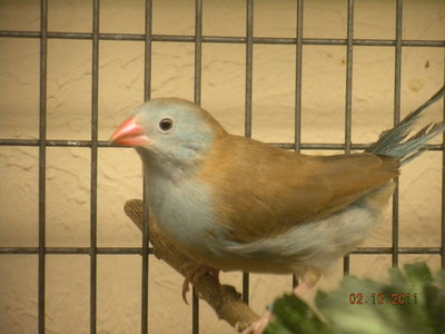 BCCB hen.