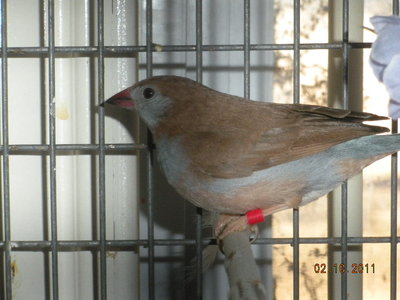 RCCB hen.
