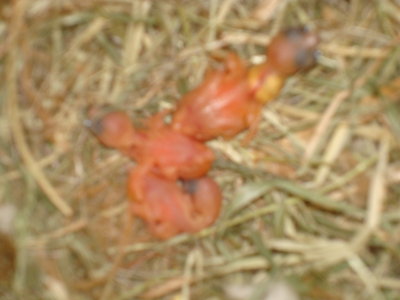 DSC04114.JPG