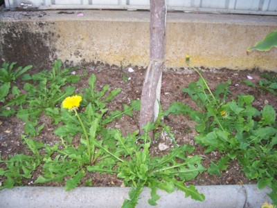 my garden.JPG