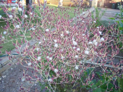 my garden 2.JPG